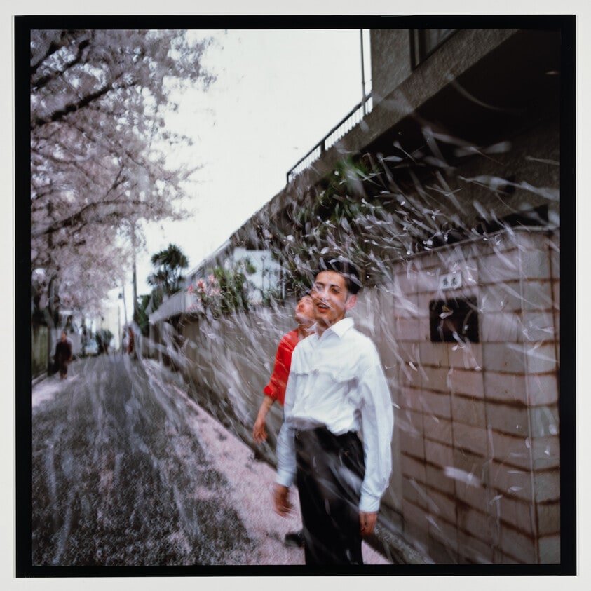 Honda brothers in cherry blossom storm, Tokyo