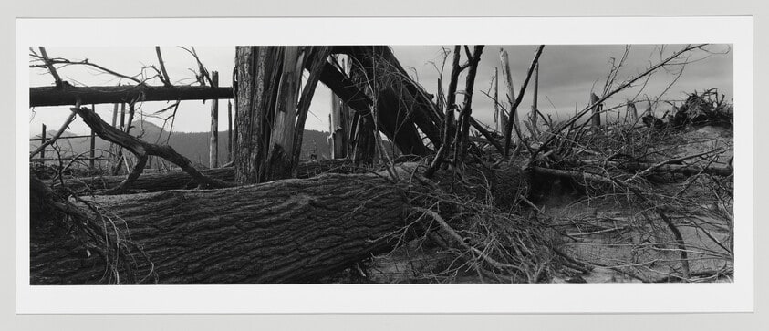 Downed trees near Ryan Lake - 12 Miles NE of Mt. St. Helens, Wash. 1982