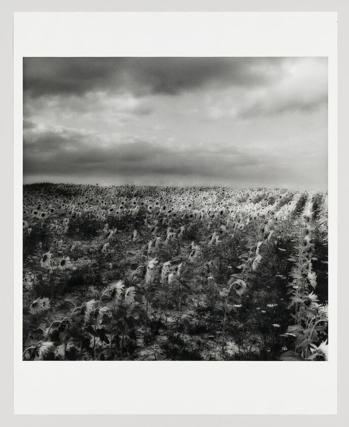 Sunflowers, Chinon