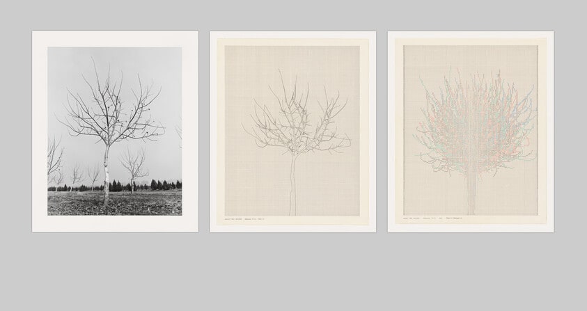 Walnut Tree Orchard: Set M
