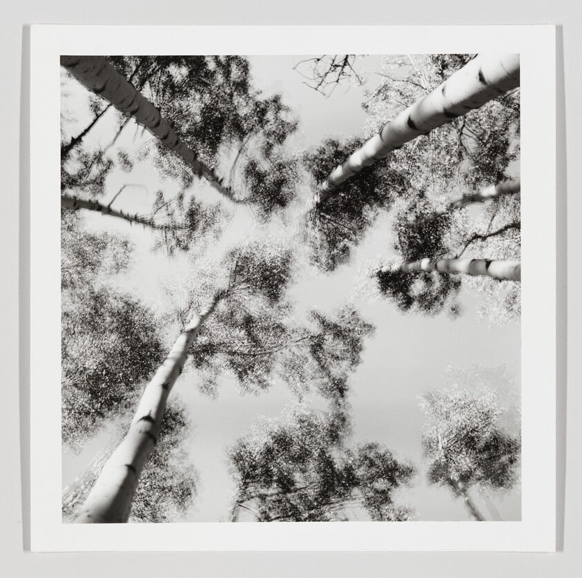 Aspens in Motion, Colorado, August 1959