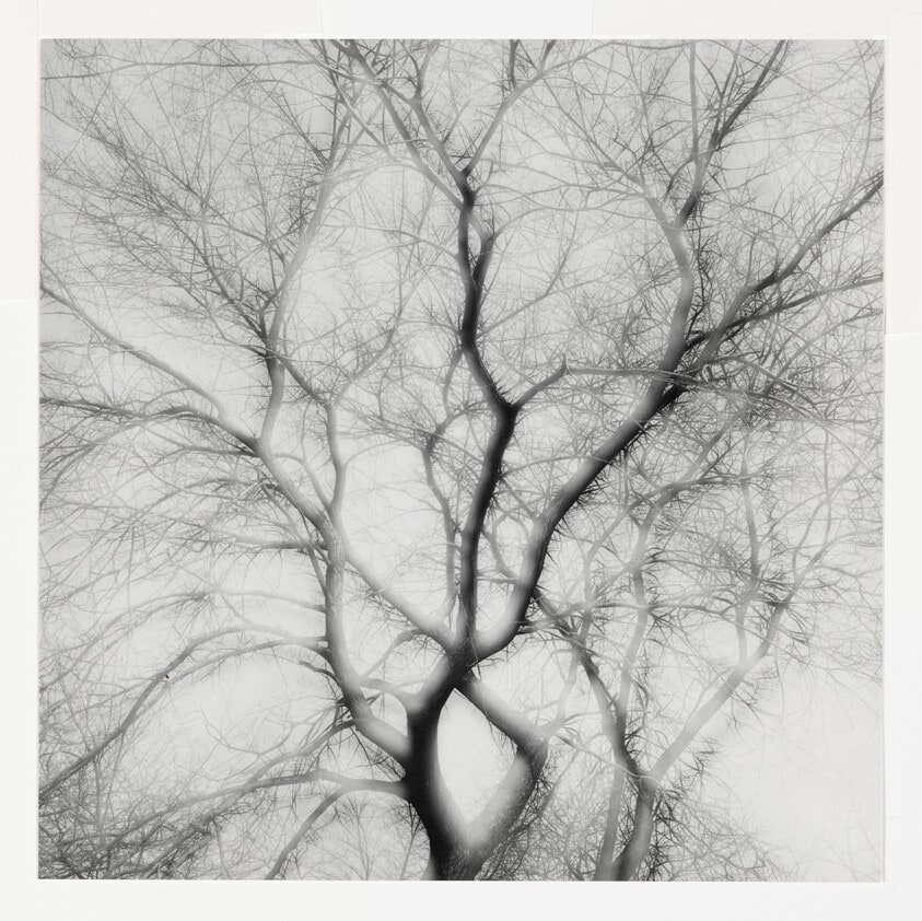 Trees, Chicago, March 1959