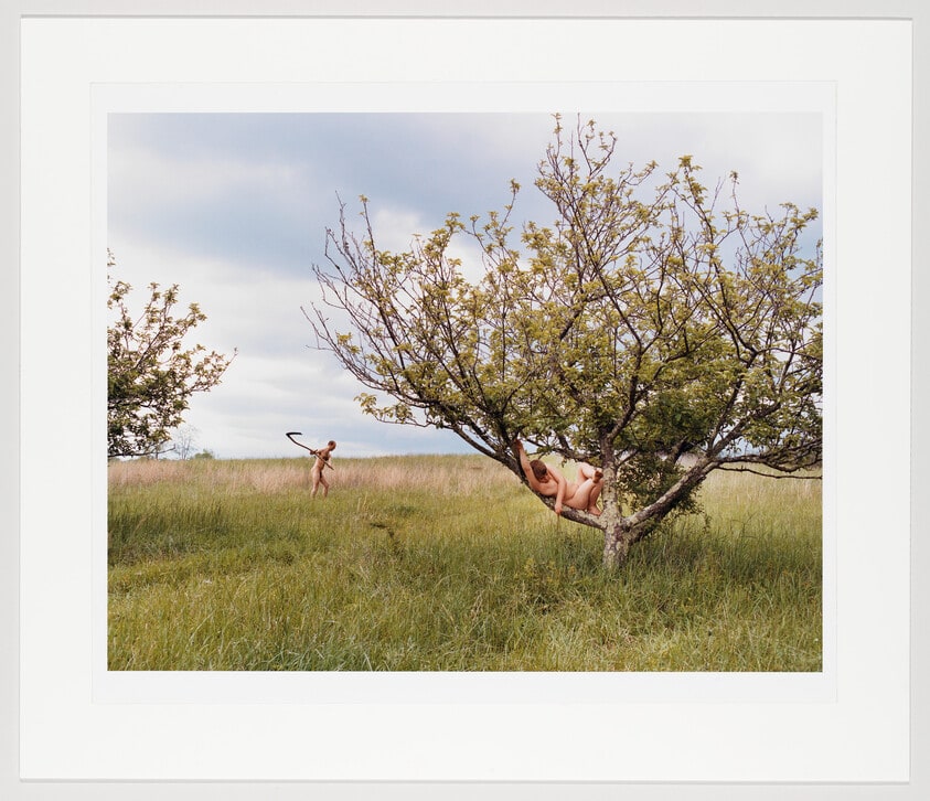 Peach Tree