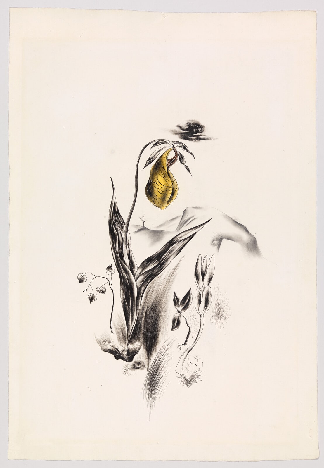 Lady Slipper