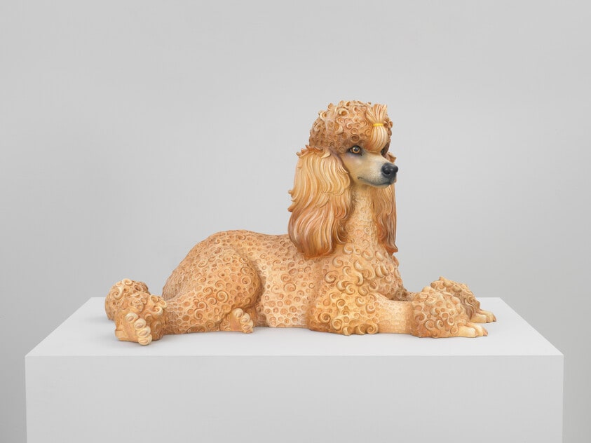 Poodle