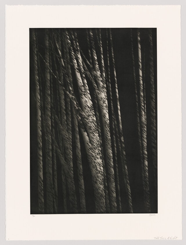 Tall Trees at Night