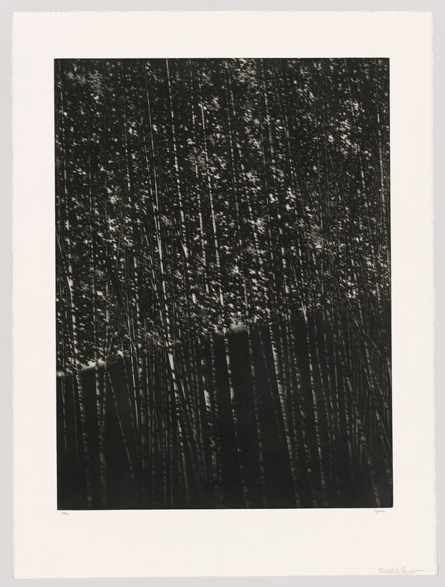 The White Forest