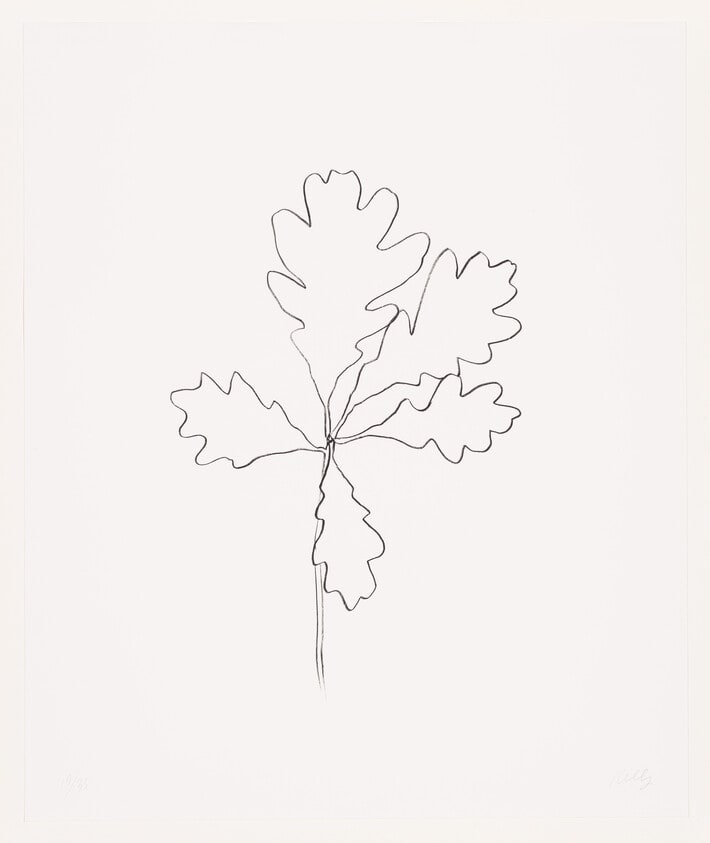 Oak