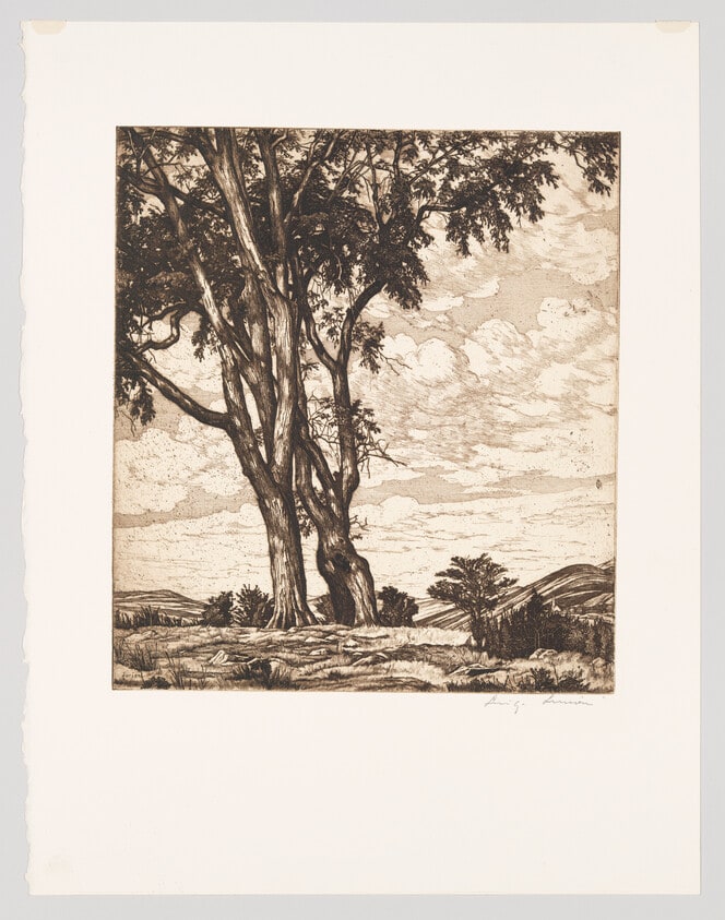 Hilltop Elms