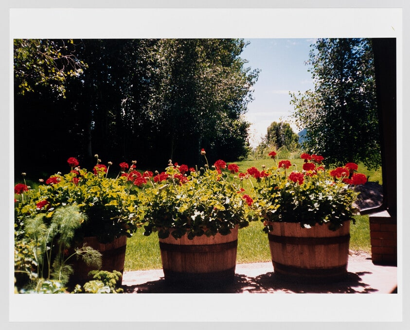 Potted Geraniums