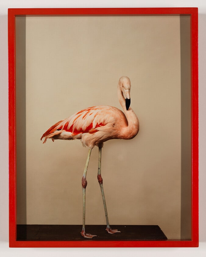 Chilean Flamingo, 90028