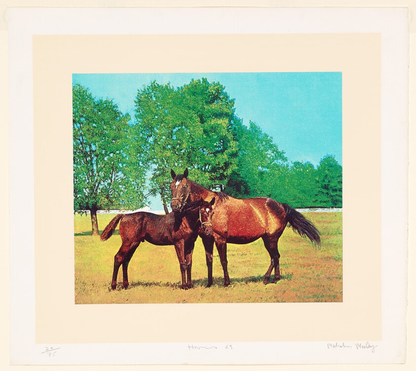 Horses