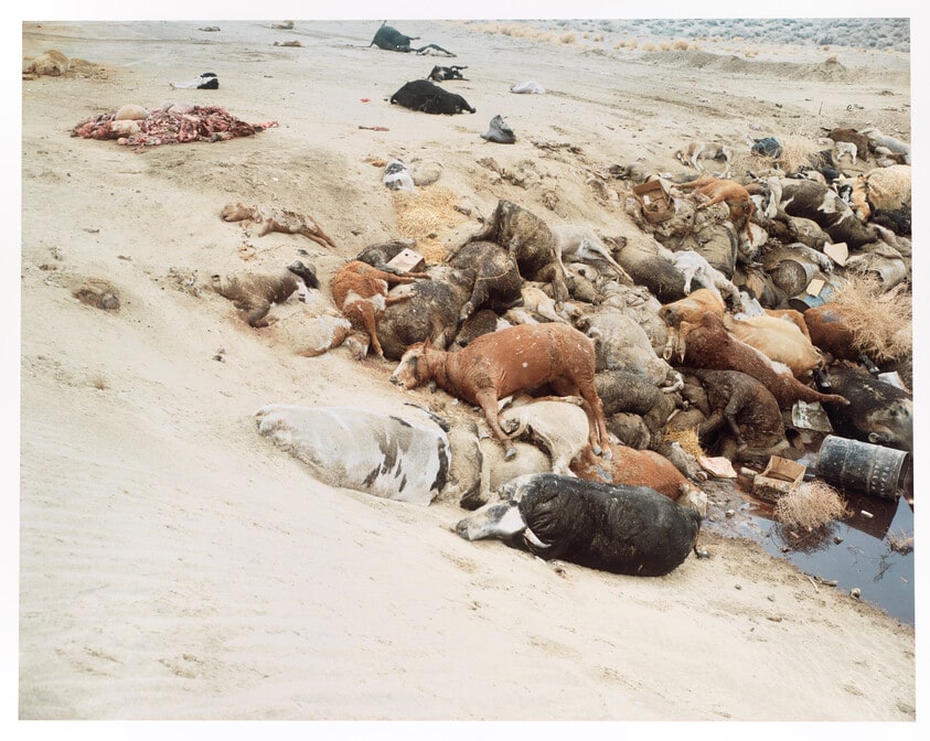 Dead Animals #1