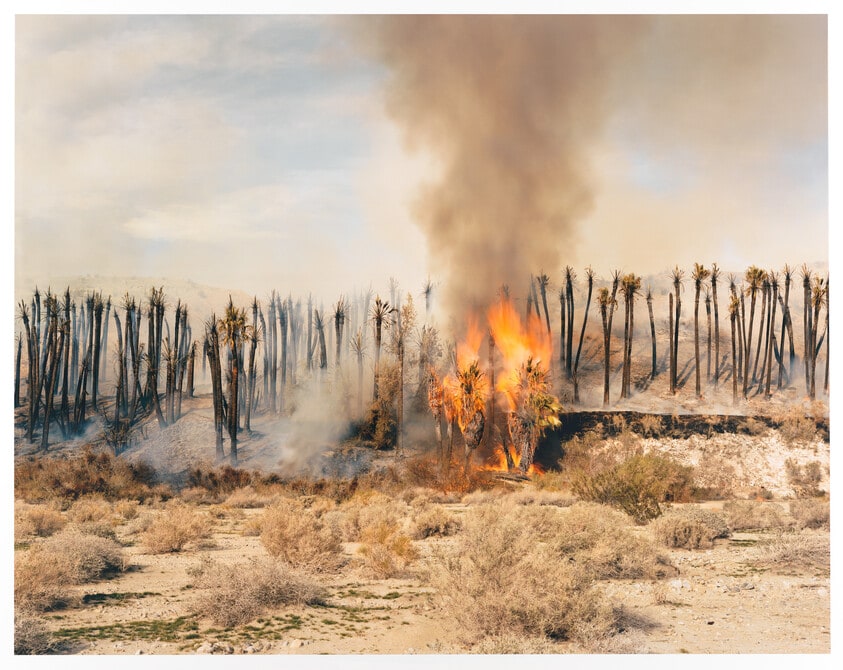 Desert Fire #1 (Burning Palms)