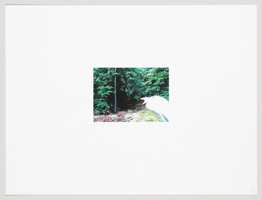 (Iris Print)