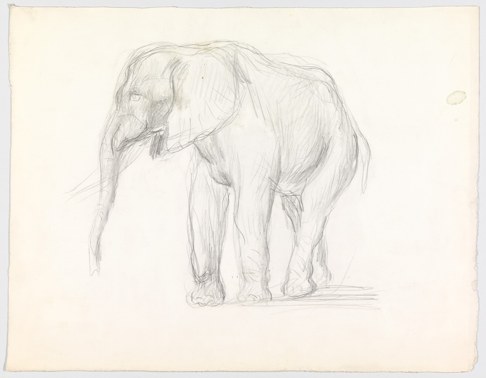 (Elephant)
