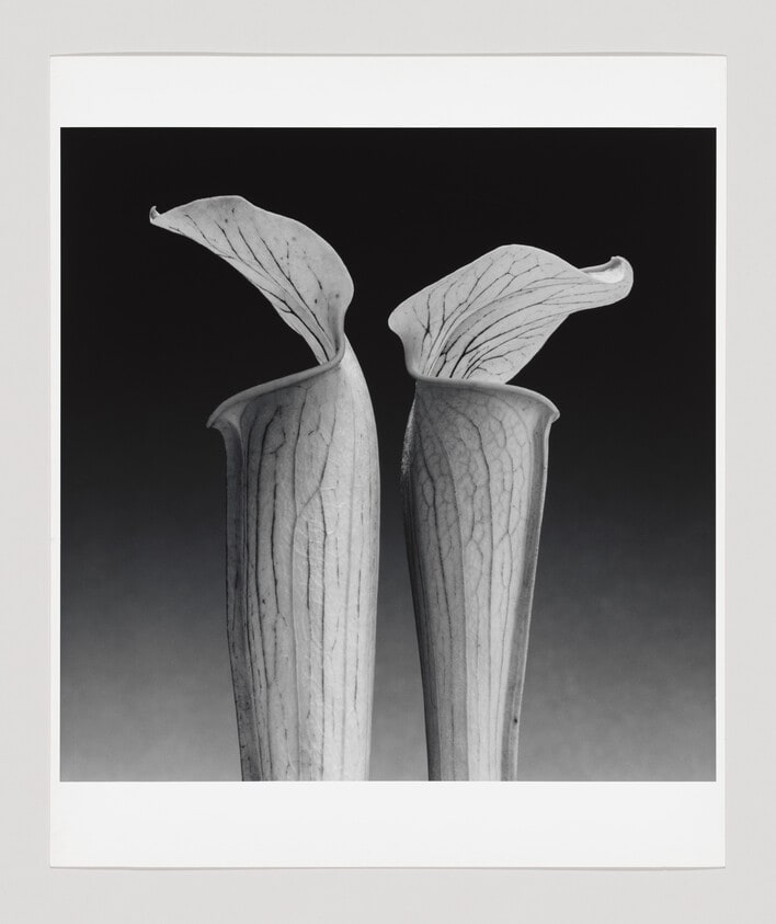 Double Jack in the Pulpit