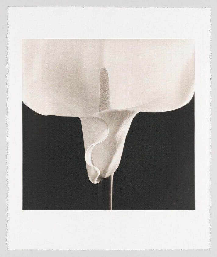 Calla Lily