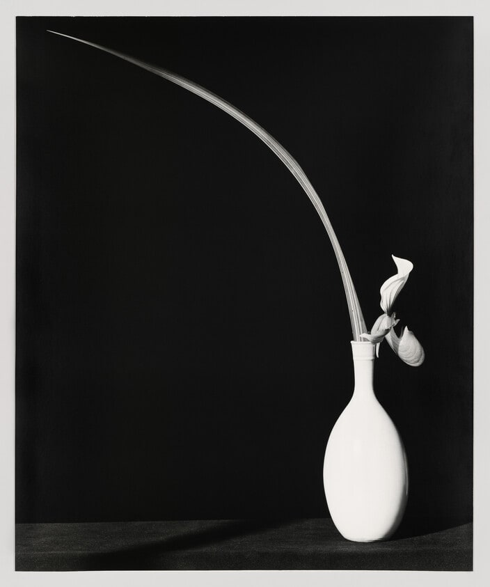 Orchid and Leaf in White Vase