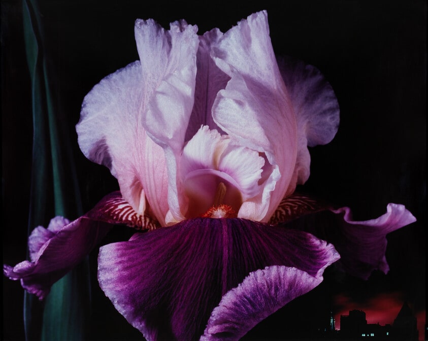 Iris