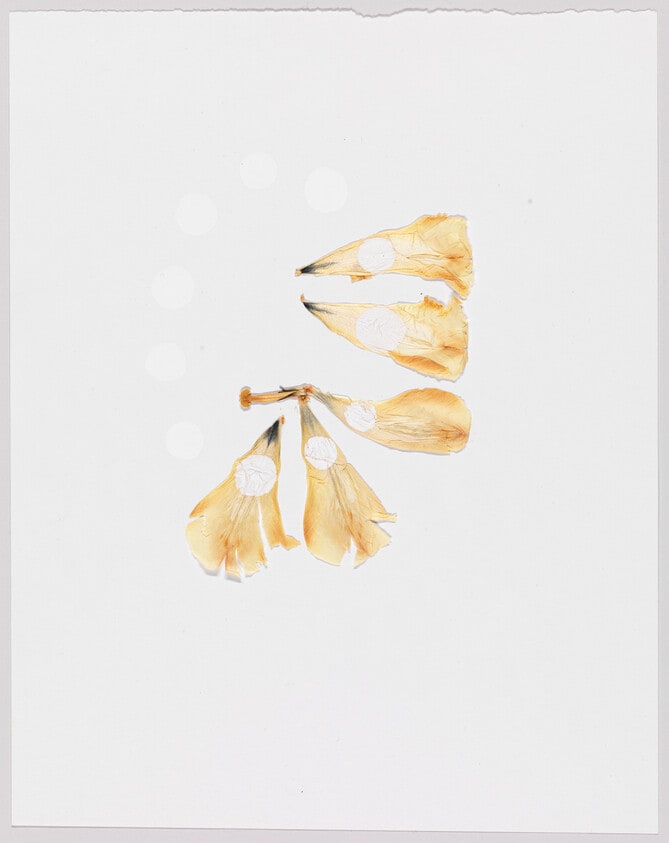 Ring of Petals