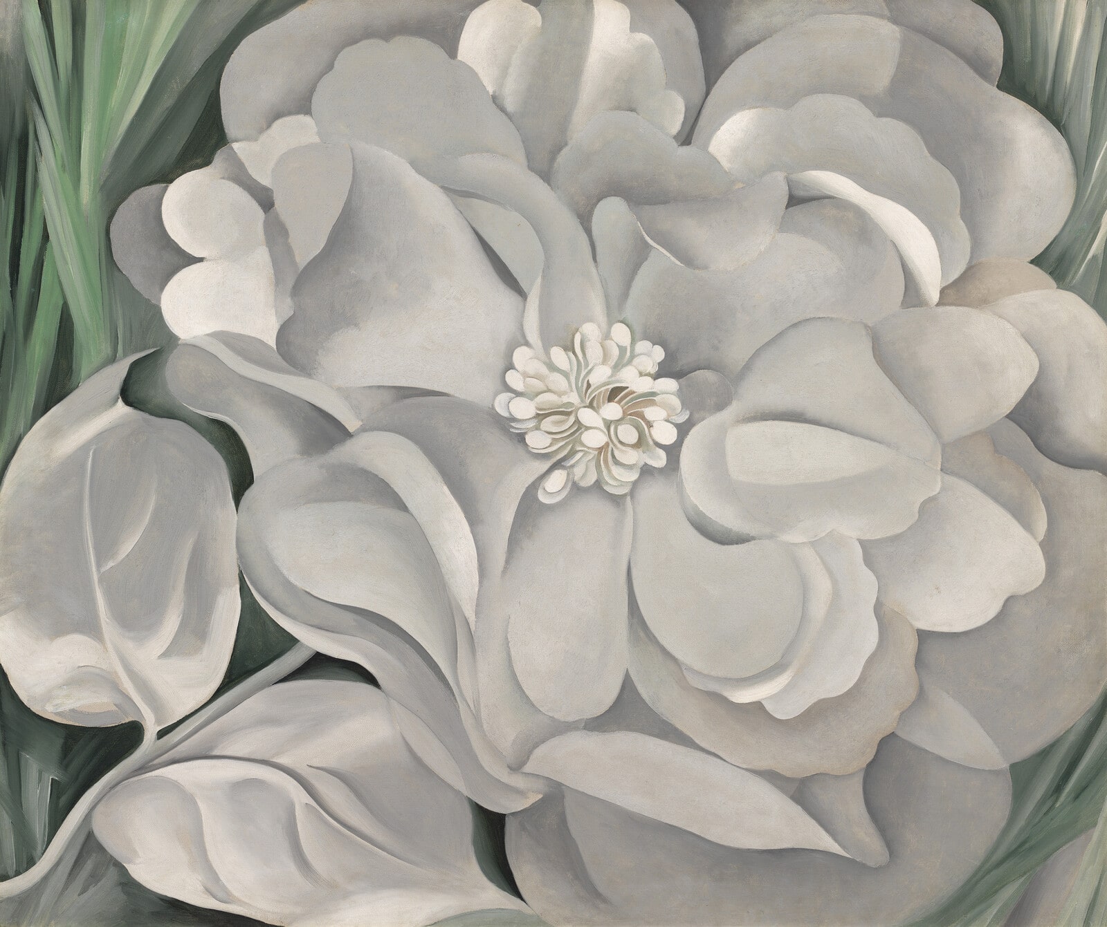 The White Calico Flower