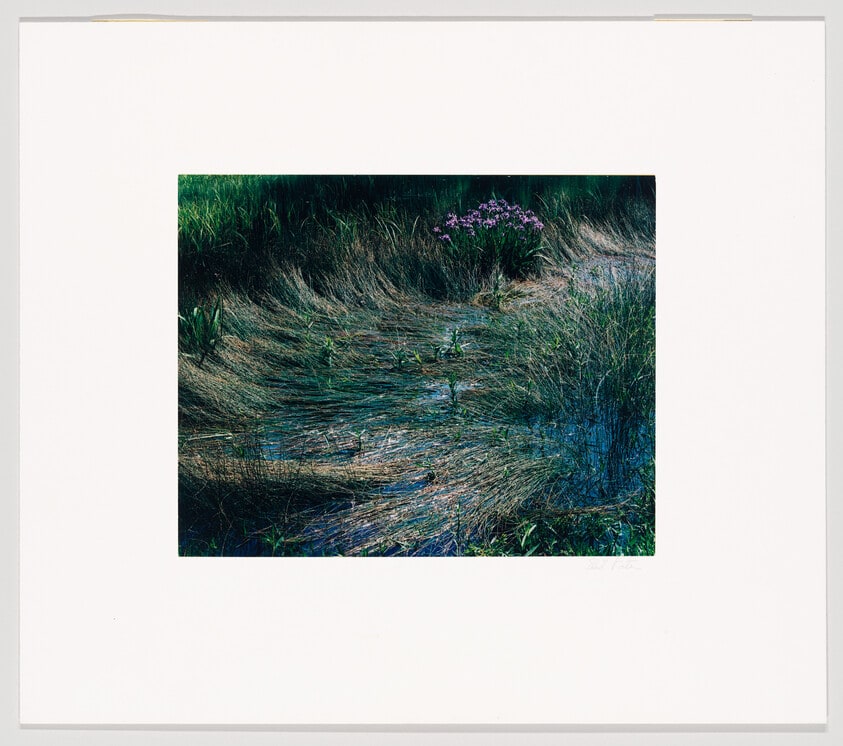 Iris in Bog, Sunset, Maine