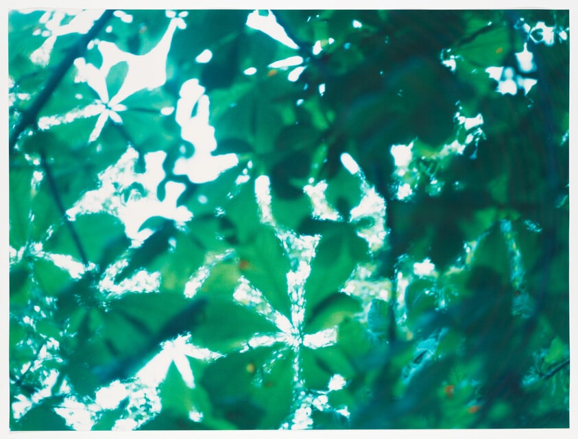 Through the Leaves