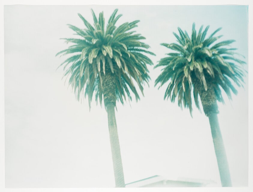 Palm Trees, Santa Monica