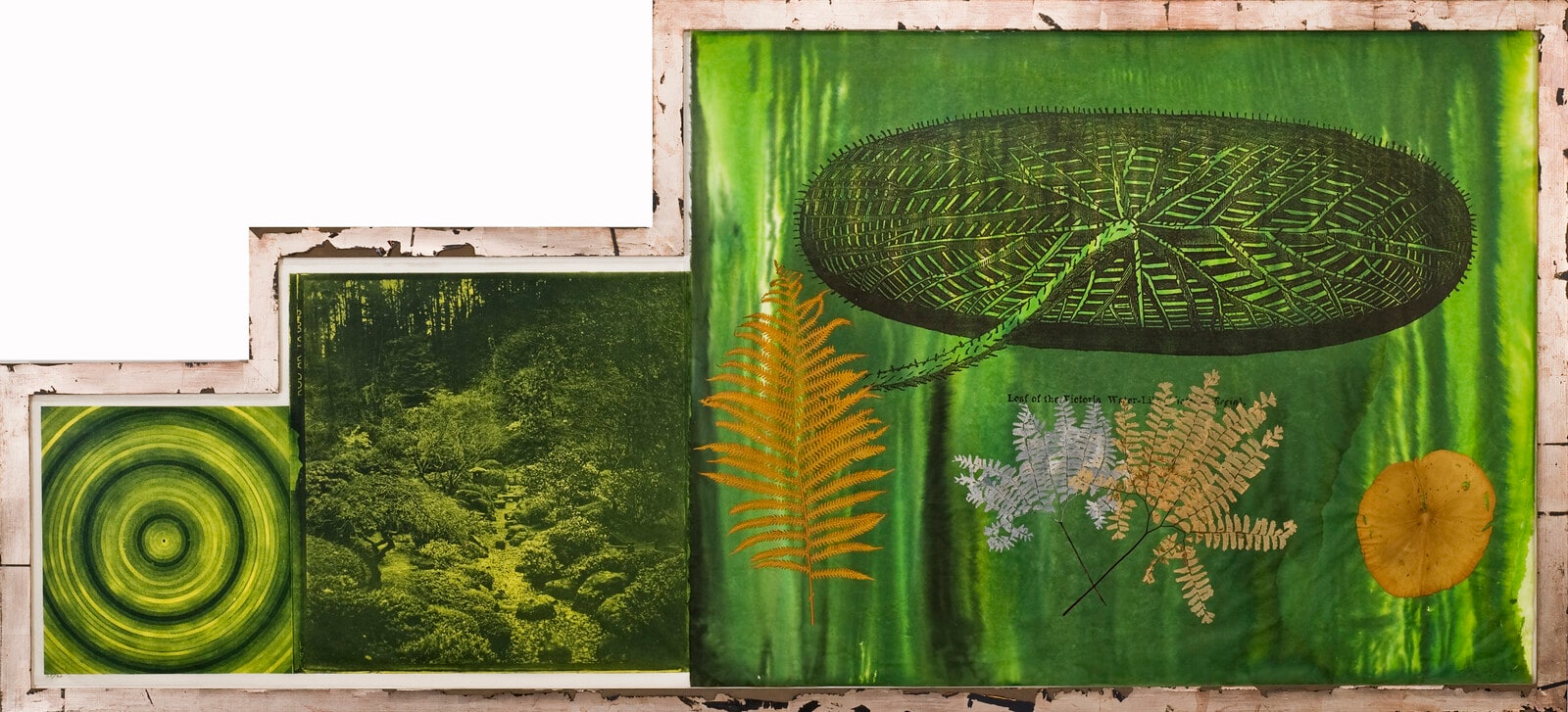 Untitled (Target, Garden, Lily Pad)