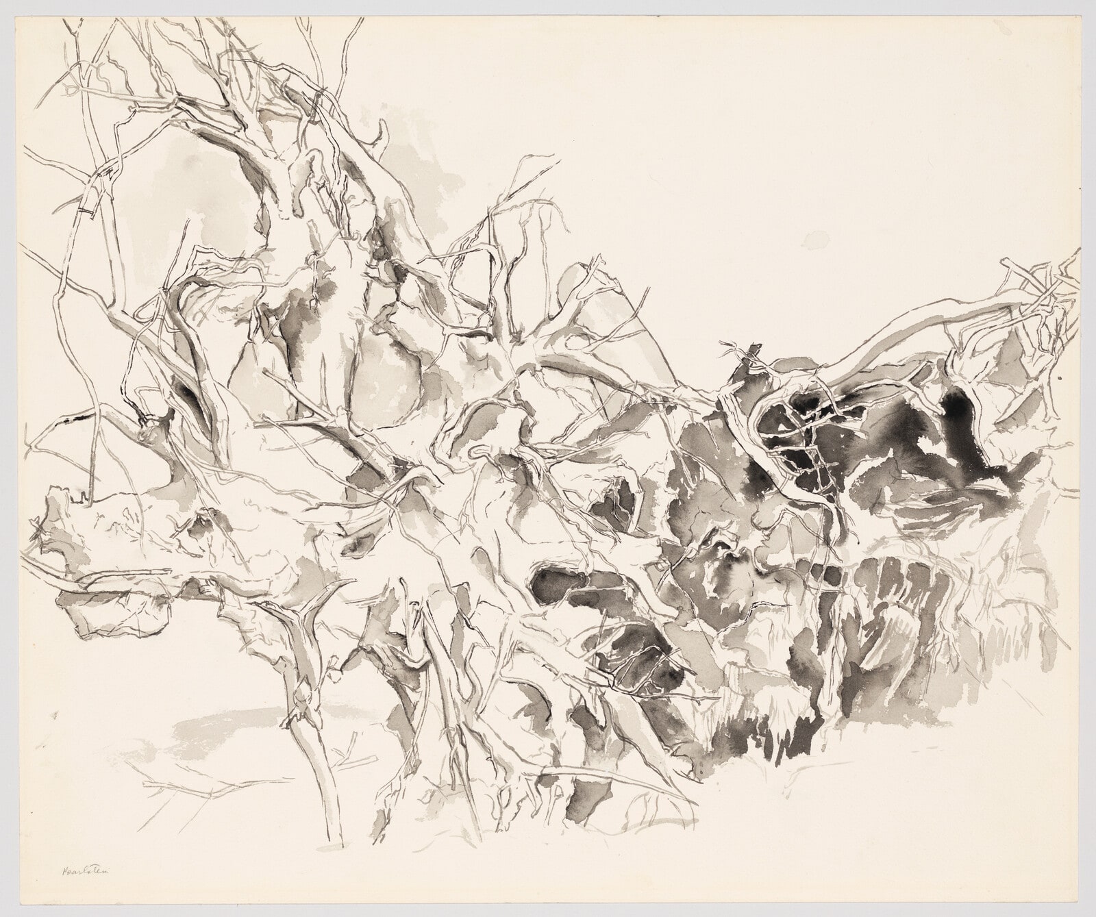 Uprooted Tree