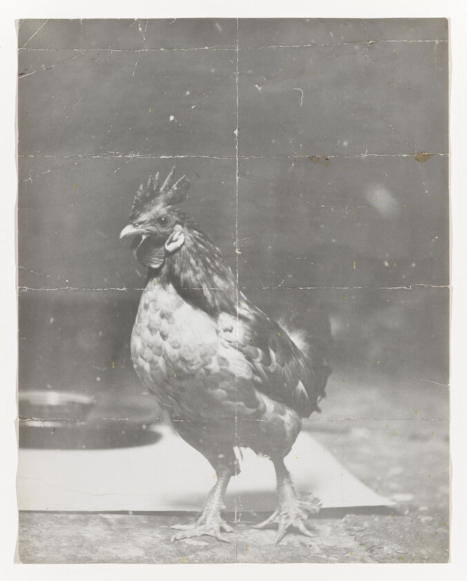 Ross the Rooster