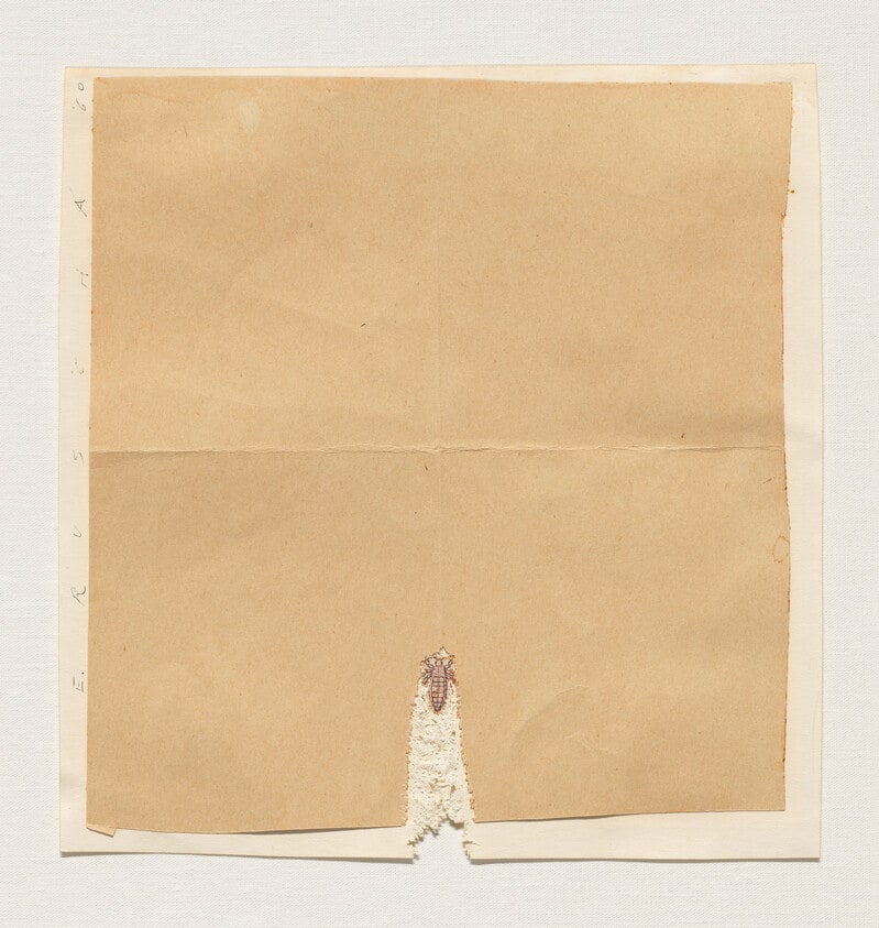 Insect Eating Paper