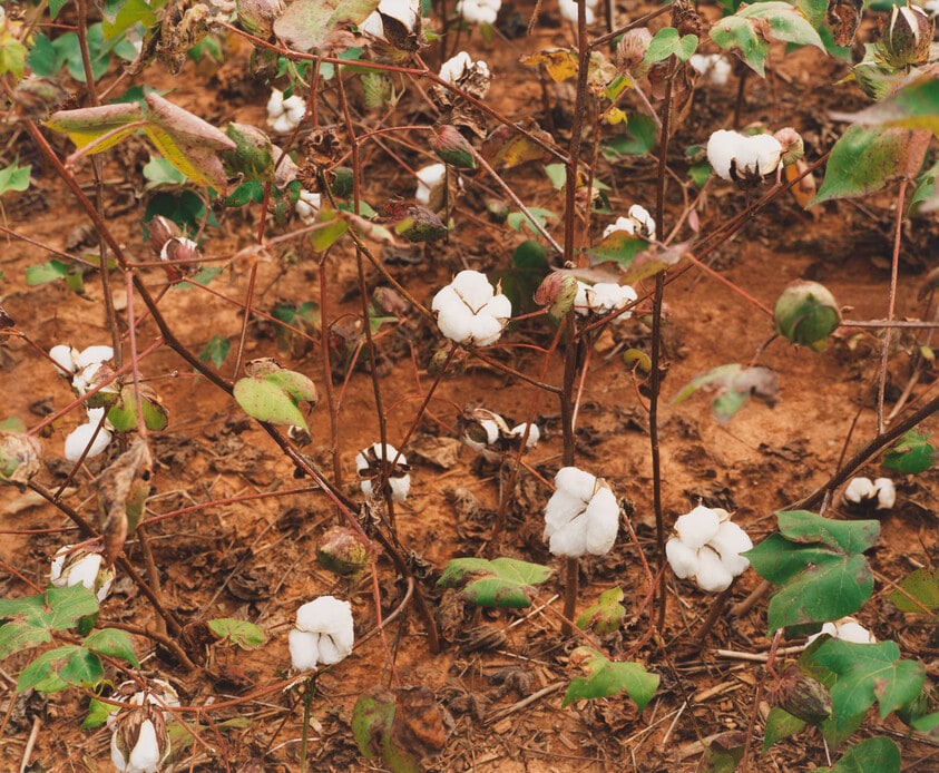 Cotton