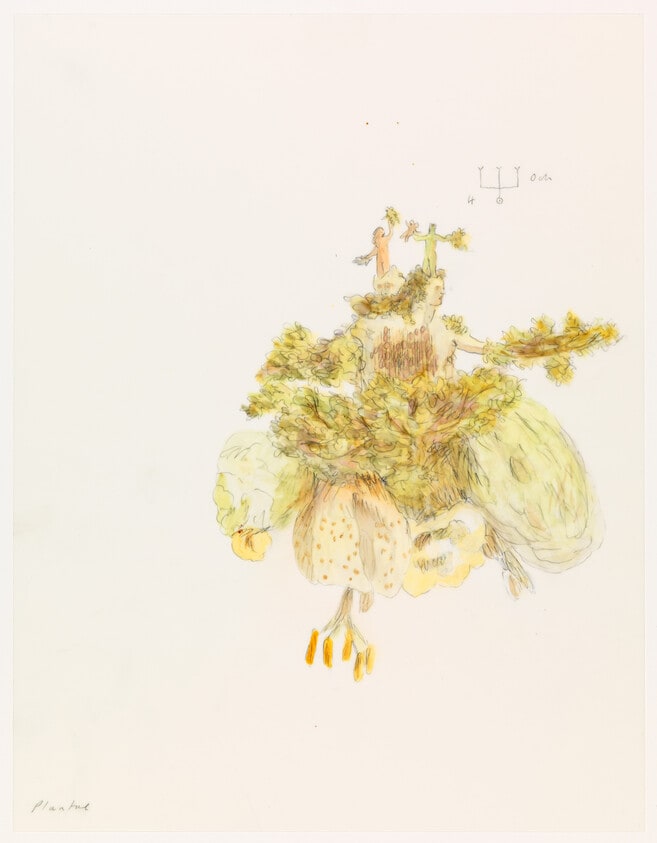 Plantae: Och