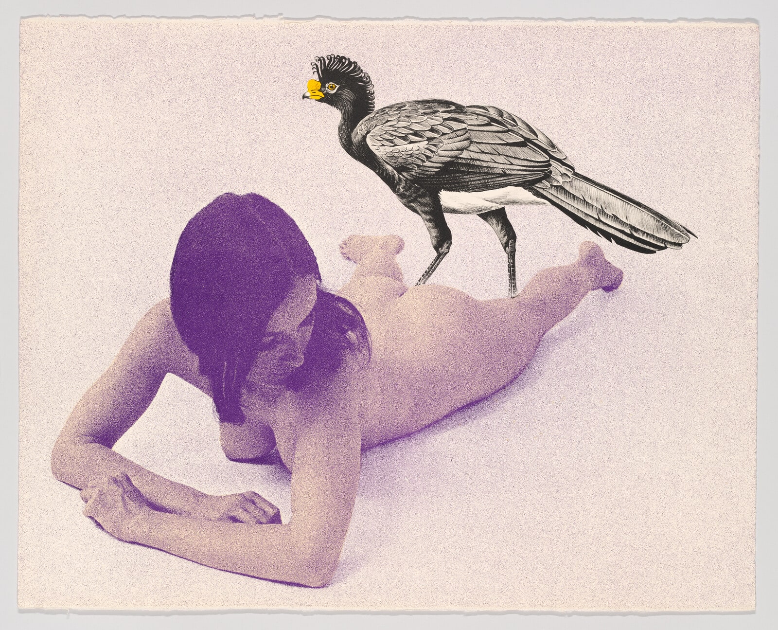 Currasow