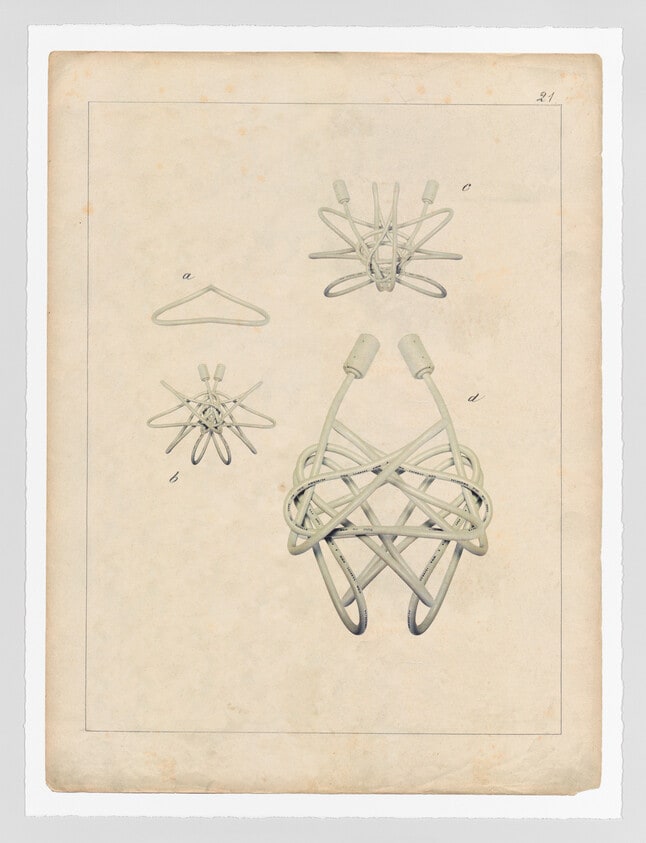 Comparative Morphologies #21