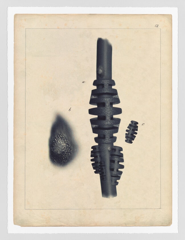 Comparative Morphologies #12