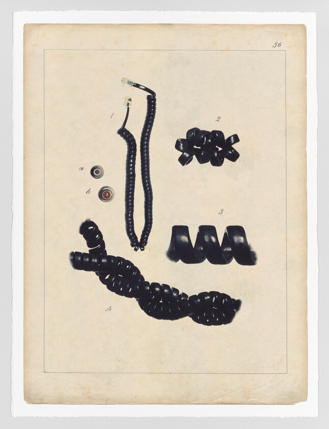 Comparative Morphologies #36