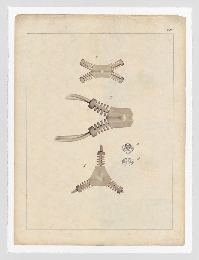 Comparative Morphologies #17