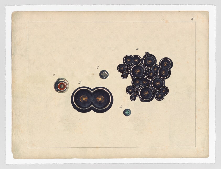 Comparative Morphologies #5
