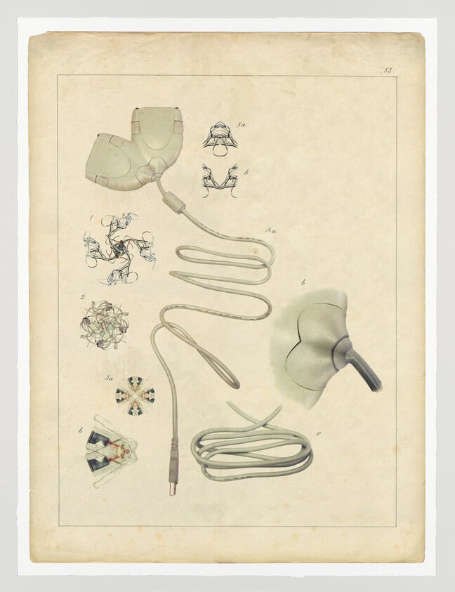Comparative Morphologies #55