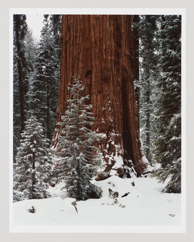 General Sherman Tree, Sequoia National Park, California, January 1994