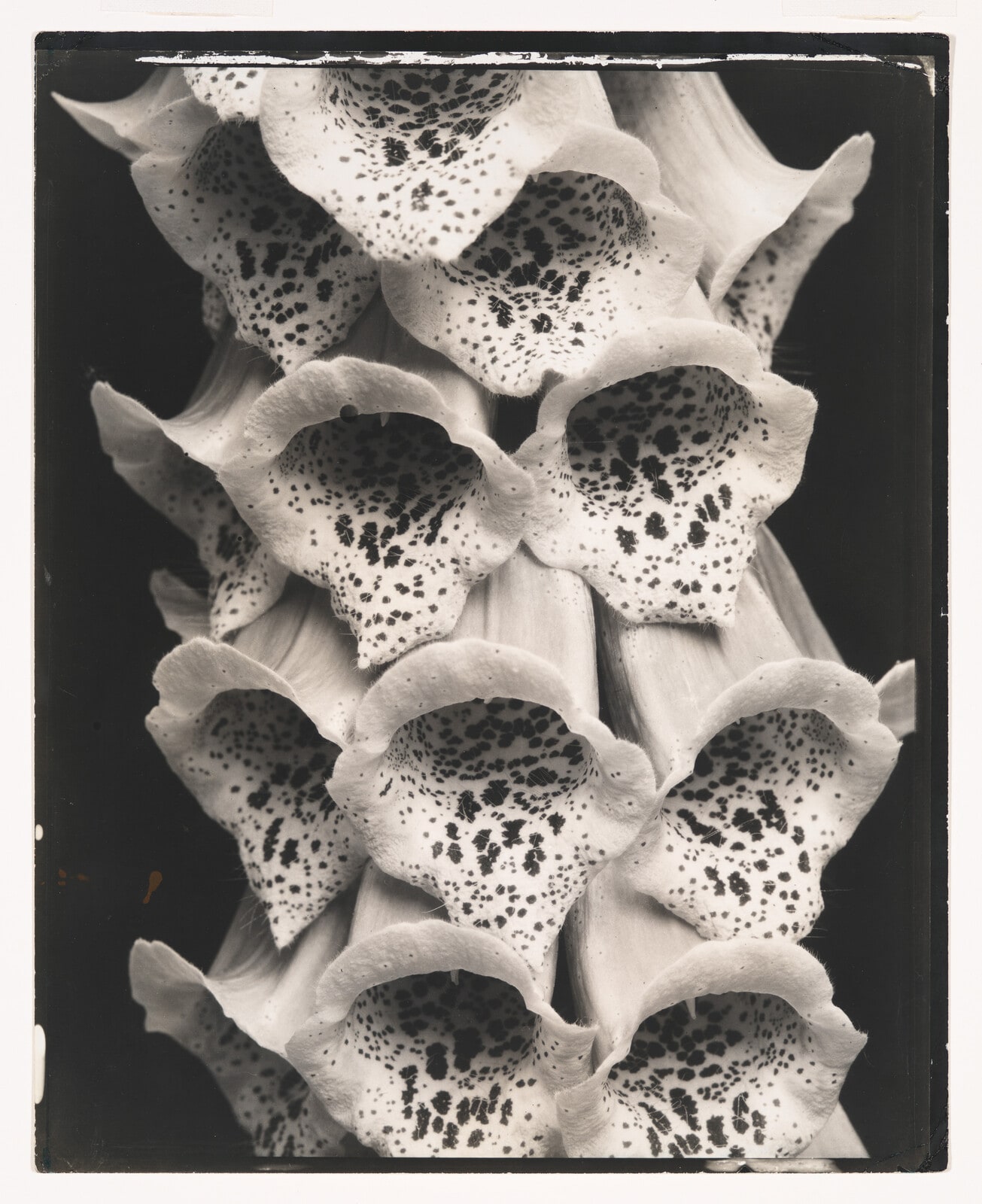 Foxgloves, France