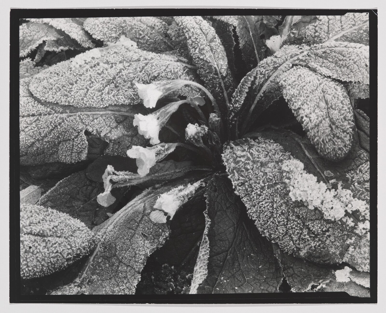 Untitled (flower)
