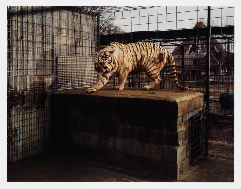 White Tiger (Kenny), Selective Inbreeding, Turpentine Creek Wildlife Refuge and Foundation, Eureka Springs, Arkansas