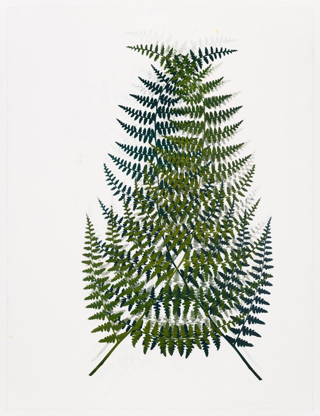 Pteris Viscosa