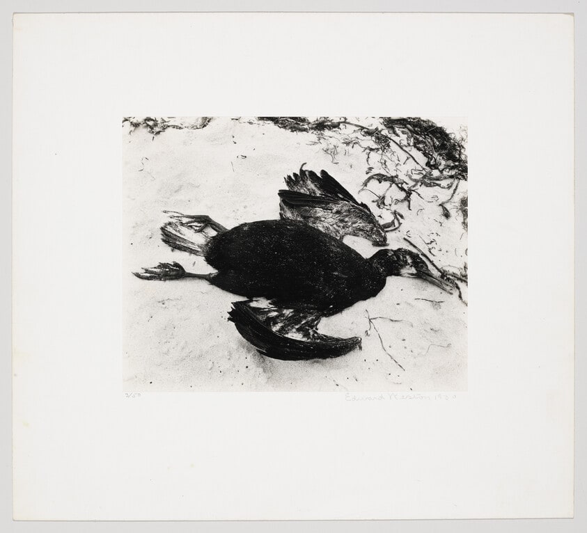 Cormorant