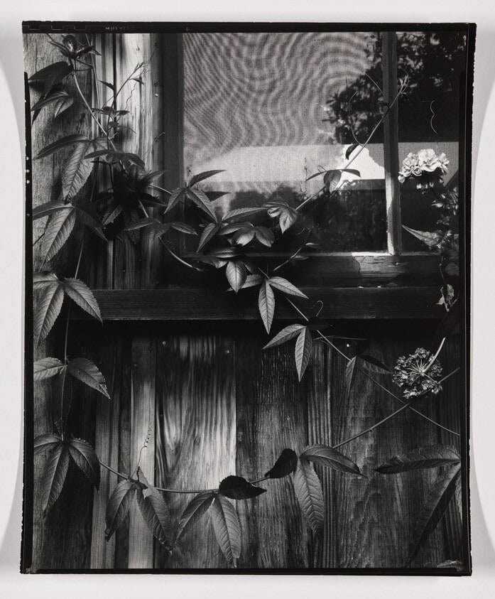 Vine/ Window