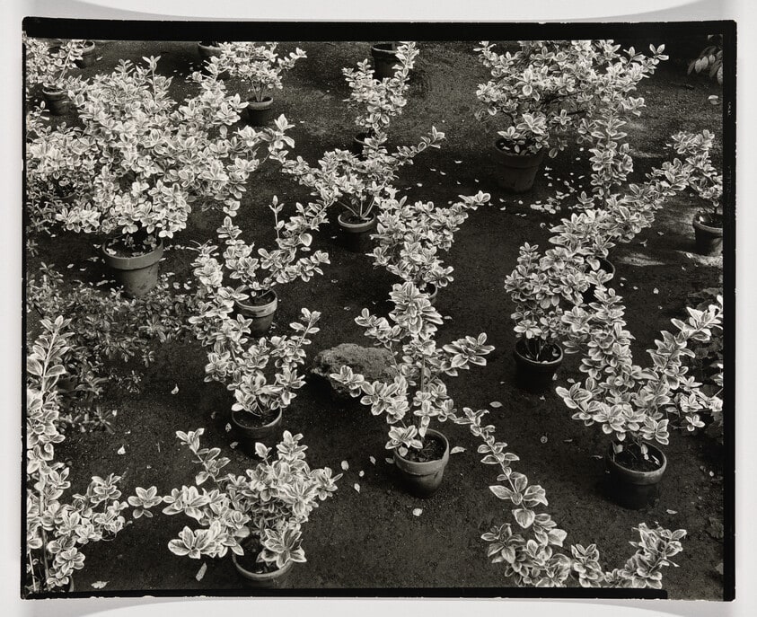 NY Plants